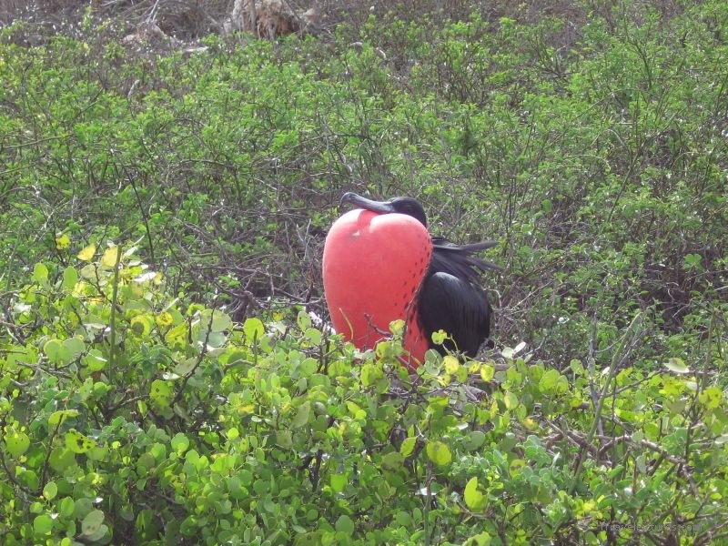 frigate bird magnificent birds red puff puffed